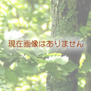 ���݉摜�͂���܂���